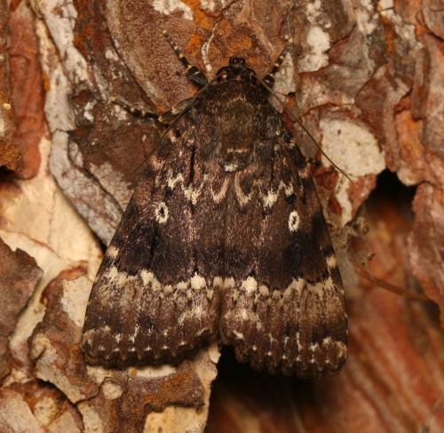 Amphipyra pyramidea